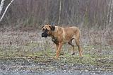 CANE CORSO 726